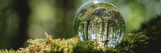 A crystal ball lies on a moss in the forest, reflecting the forest.